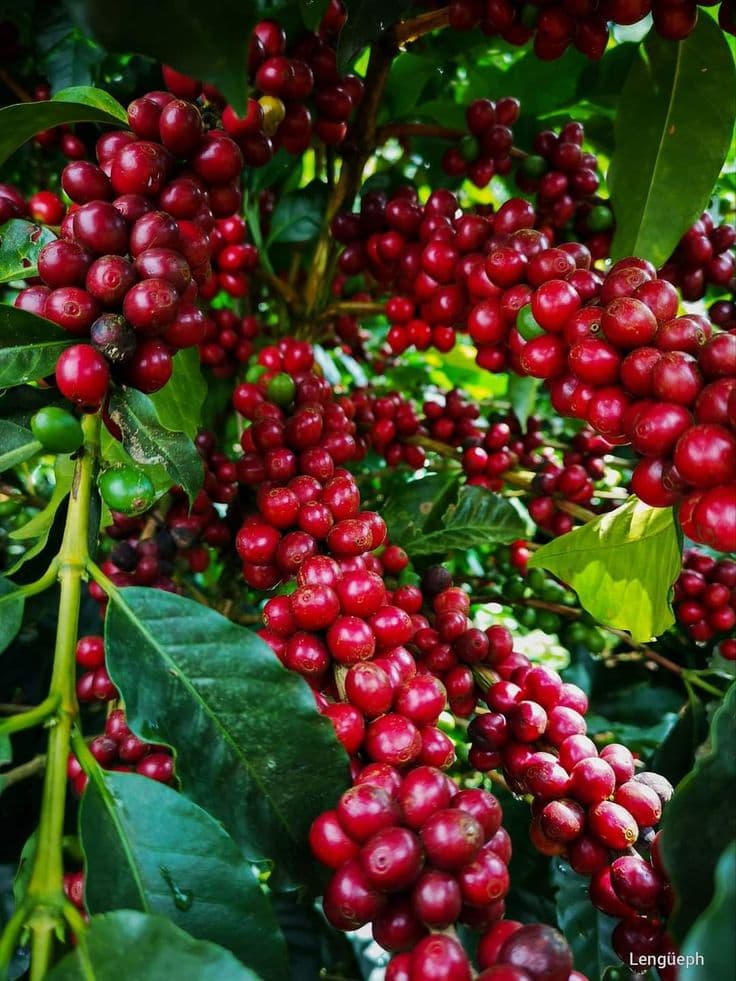 Café cerises rouges