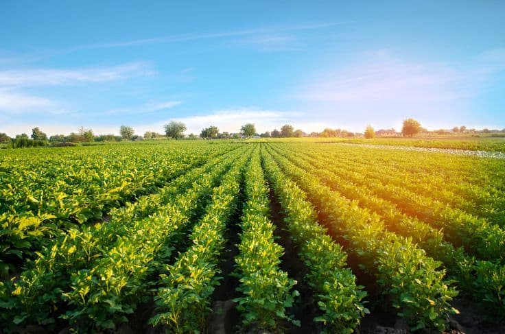 Café Robusta & Agriculture
