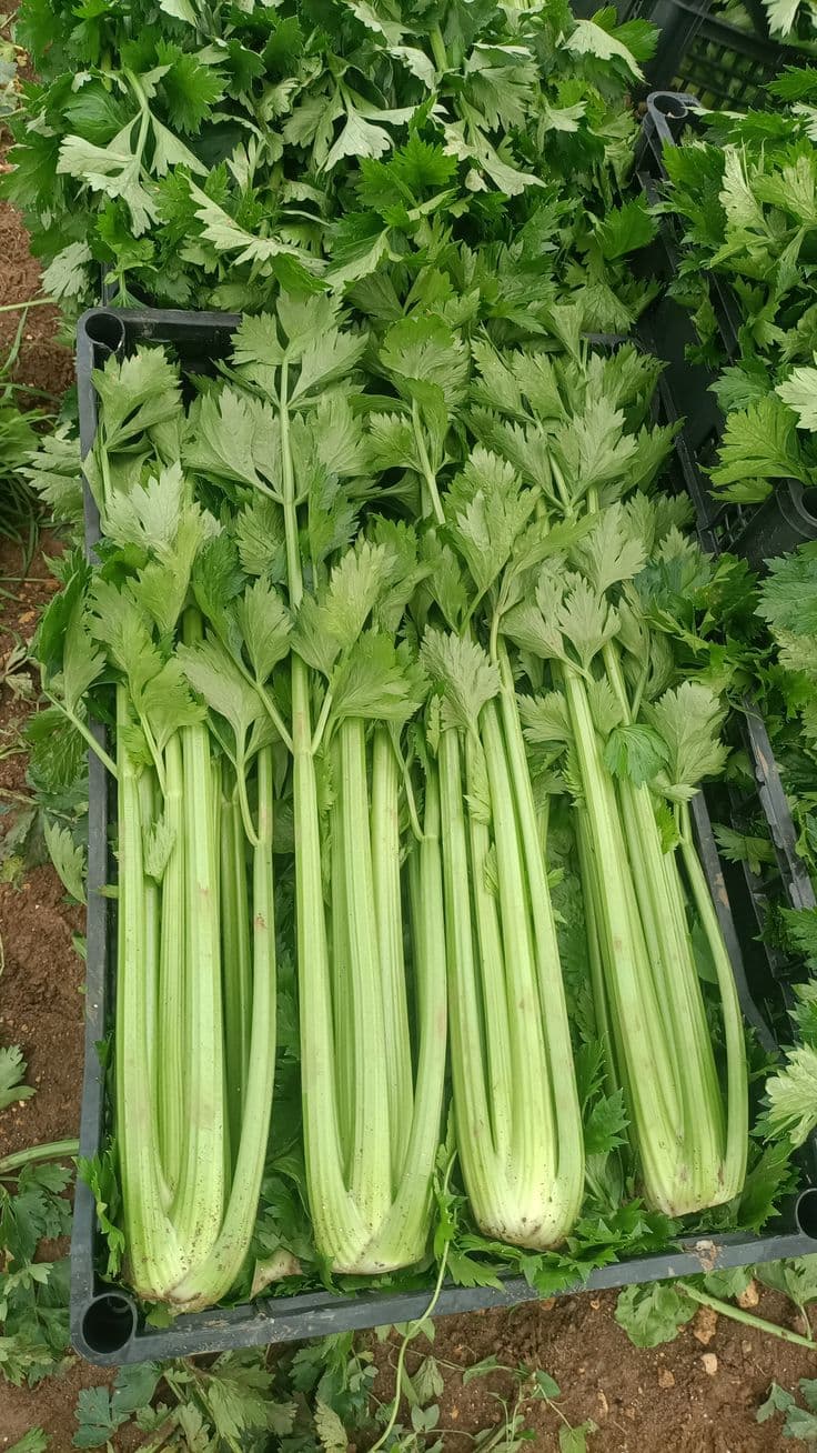 Céleri aromatique