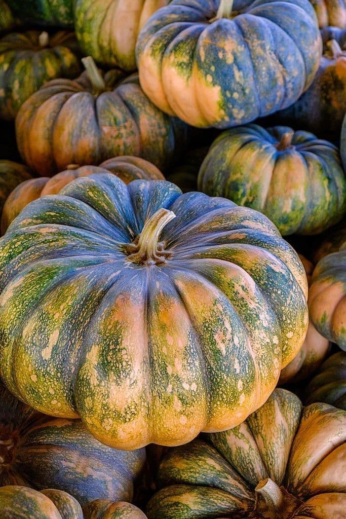 Citrouille volumineuse