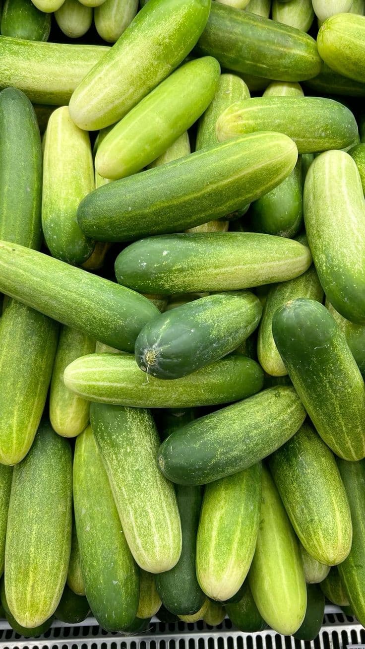 Concombres frais récoltés
