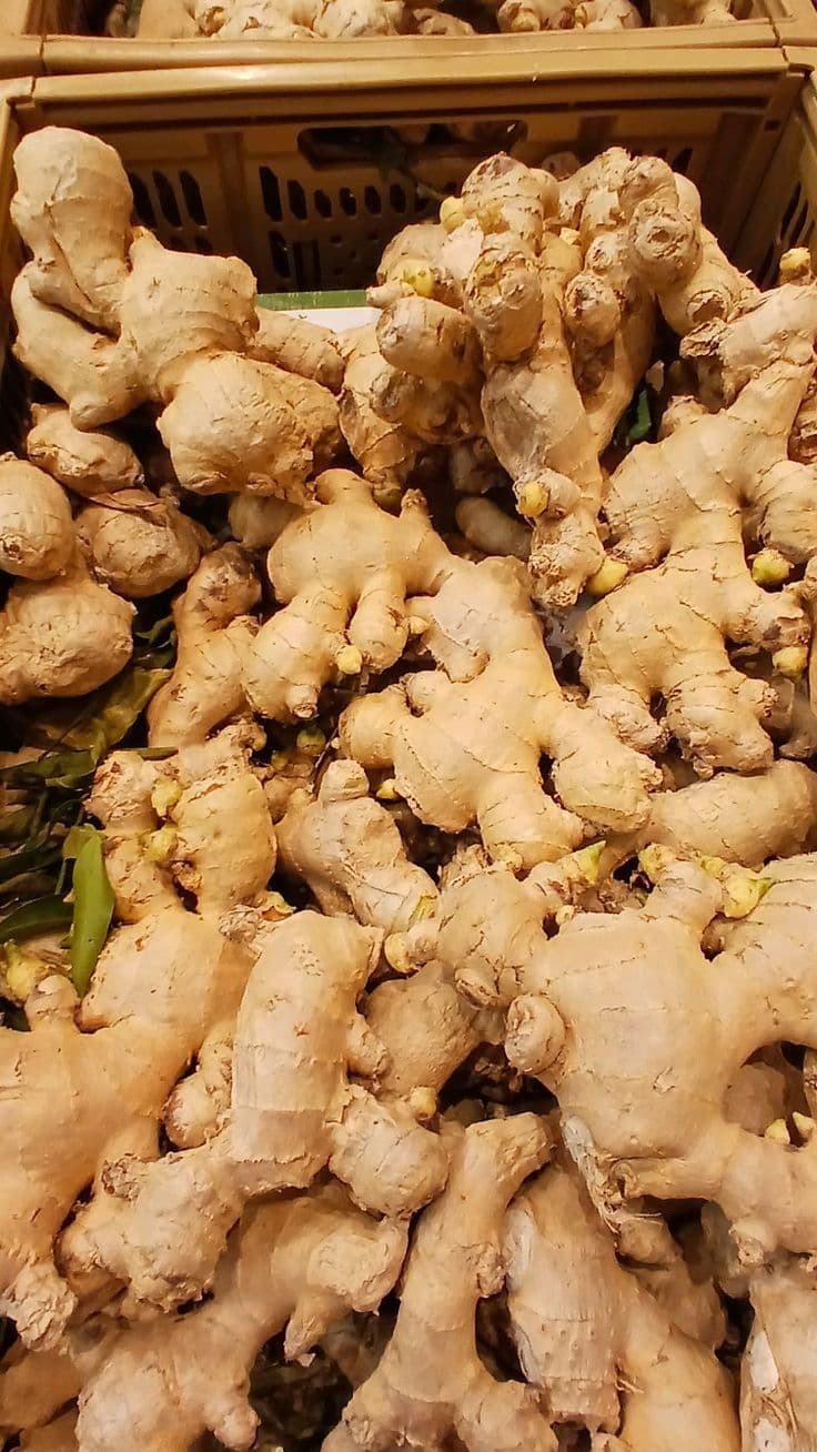 Racines de gingembre frais