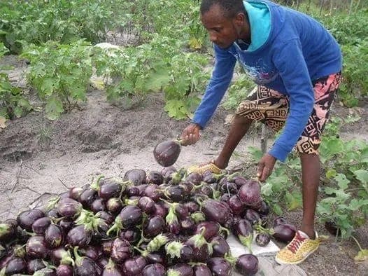 Aubergine violette