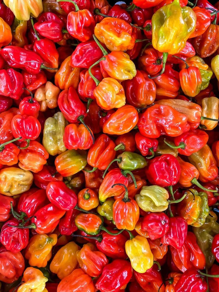 Piments verts et rouges