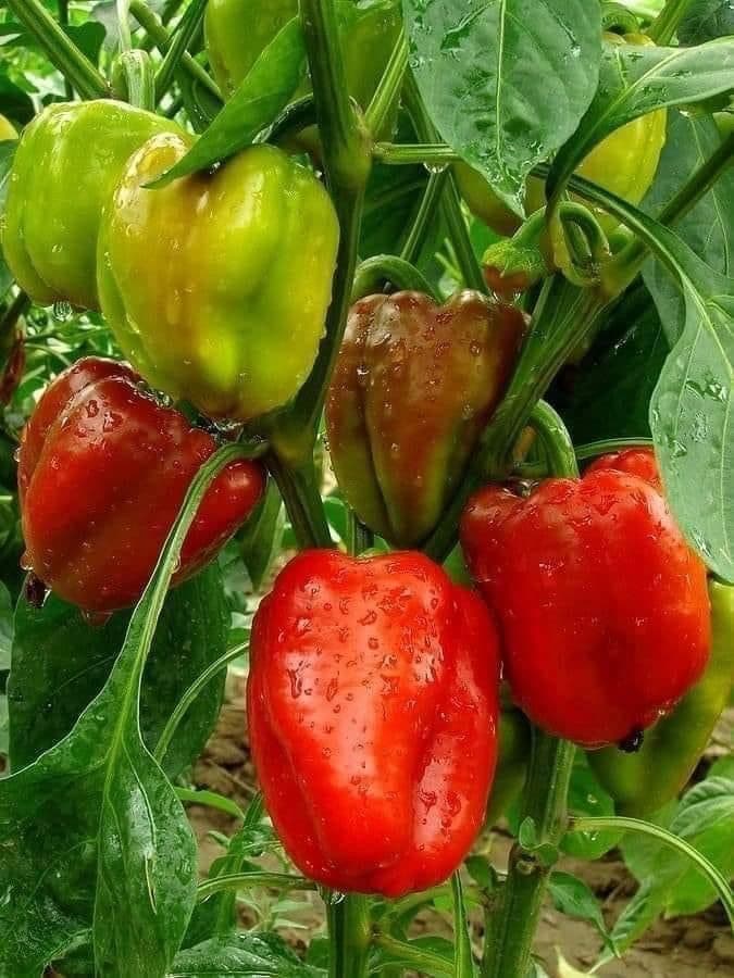 Poivrons rouges mûrs